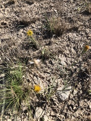 Thelesperma megapotamicum