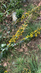 Solidago
