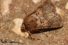 Agrotis lata