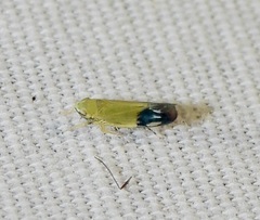 Deltanus bicolor