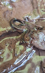 Desmognathus ochrophaeus