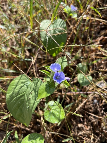 Hairy Cluster-Vine