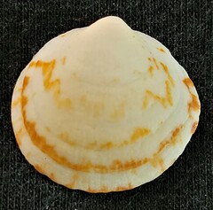 Glycymeris glycymeris