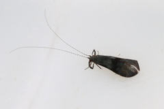 Mystacides azureus