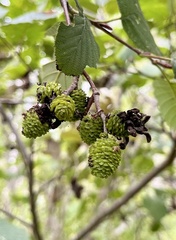 Taphrina robinsoniana