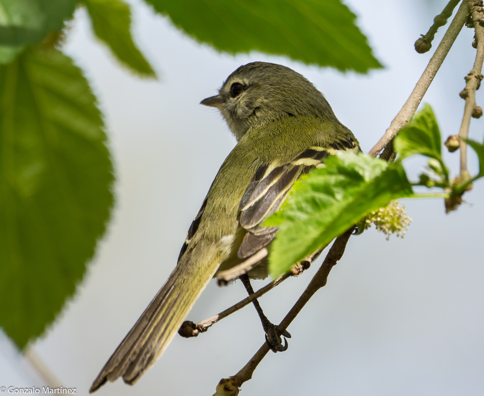 Sclater's Tyrannulet (Phyllomyias sclateri), photo 7