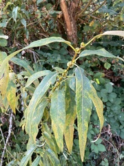 Salix lasiandra