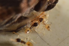 Tapinoma melanocephalum