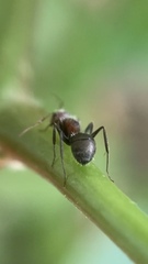 Camponotus planatus