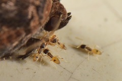 Tapinoma melanocephalum