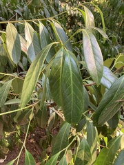 Prunus laurocerasus
