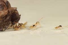 Tapinoma melanocephalum