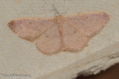 Idaea eugeniata