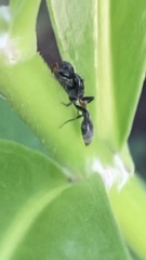 Pseudomyrmex