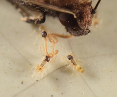 Tapinoma melanocephalum