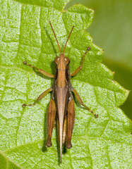 Orphulella