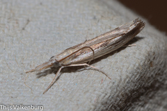 Agriphila trabeatellus
