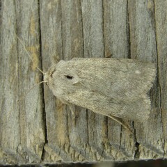 Caradrina gilva