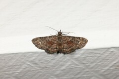 Pasiphilodes testulata