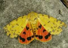 Diacrisia purpurata