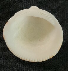 Glycymeris glycymeris