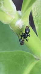 Pseudomyrmex