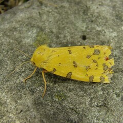 Diacrisia purpurata
