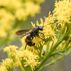 Poecilopompilus algidus