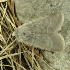 Caradrina gilva