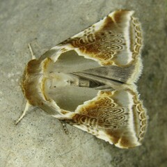 Habrosyne pyritoides