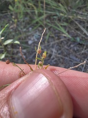 Lechea tenuifolia