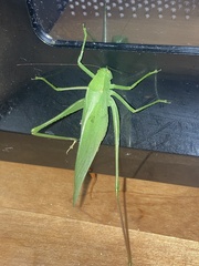 Amblycorypha