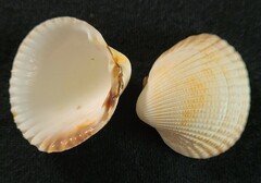 Cerastoderma edule
