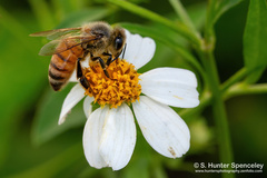 Apis mellifera