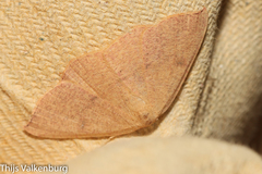 Cyclophora puppillaria