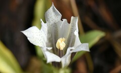 Gentiana newberryi tiogana