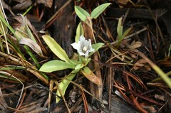 Gentiana newberryi tiogana