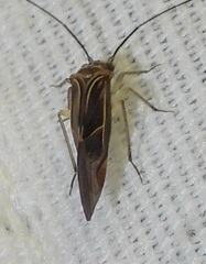 Cerastipsocus venosus