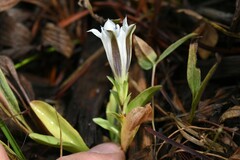 Gentiana newberryi tiogana