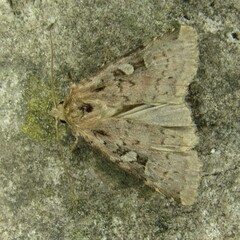 Diarsia mendica