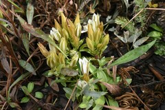 Gentiana newberryi tiogana