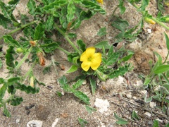 Turnera diffusa