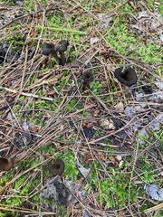 Craterellus cornucopioides