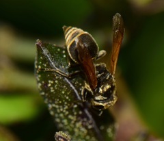 Brachygastra mellifica