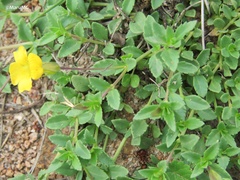 Mecardonia procumbens