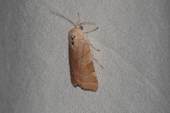 Noctua fimbriata