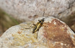 Chauliognathus opacus