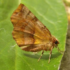 Selenia dentaria