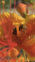 Brachygastra mellifica