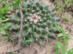 Mammillaria uncinata